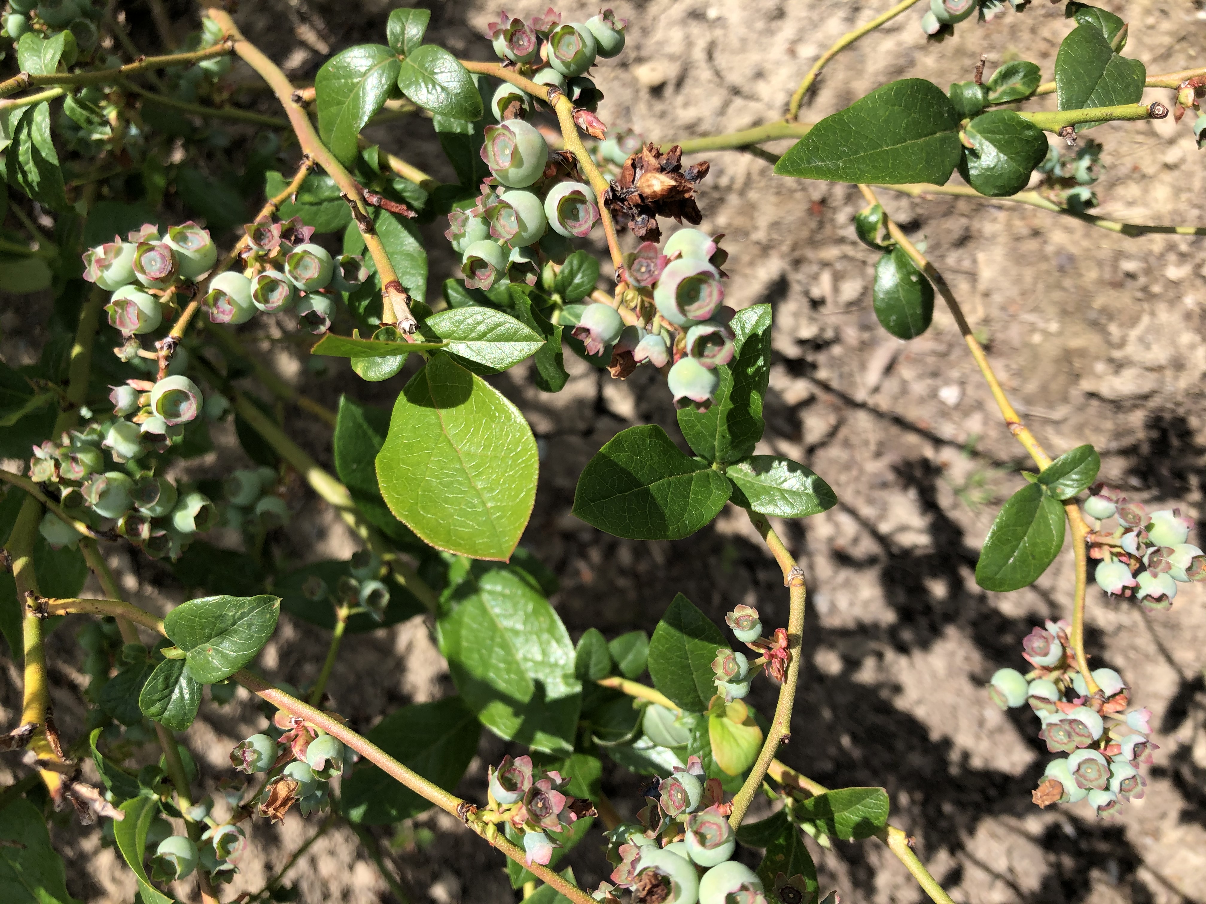 blue berries growing
